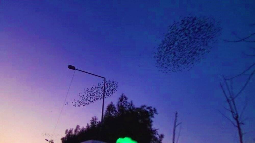 Gökyüzünün kızıllığı eşliğinde muhteşem dans