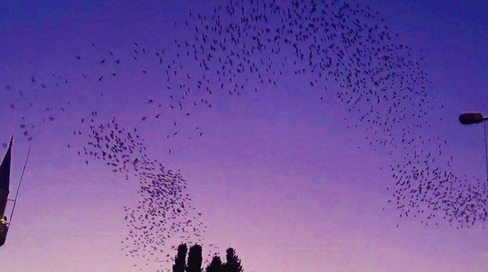 Gökyüzünün kızıllığı eşliğinde muhteşem dans