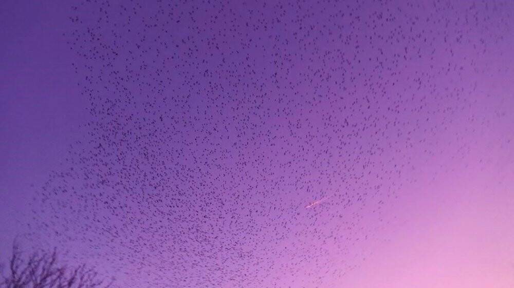 Gökyüzünün kızıllığı eşliğinde muhteşem dans