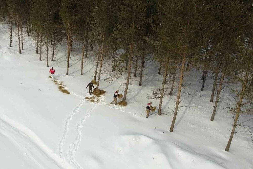 İlçede yaban hayatını unutmadı