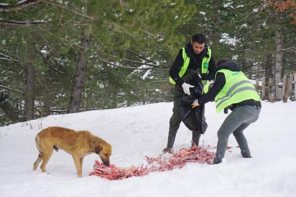 Soğuk havada karlı yollar yaban hayvanları için aşıldı