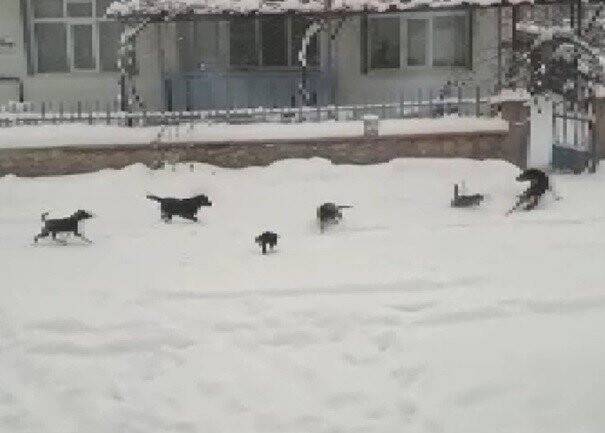 Konya’da kedi ve köpeklerin yiyecek kavgası