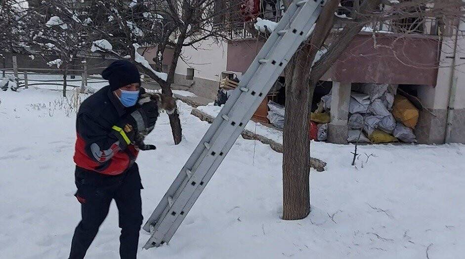 Köpekten kaçıp ağaca çıkan kediyi itfaiye kurtardı