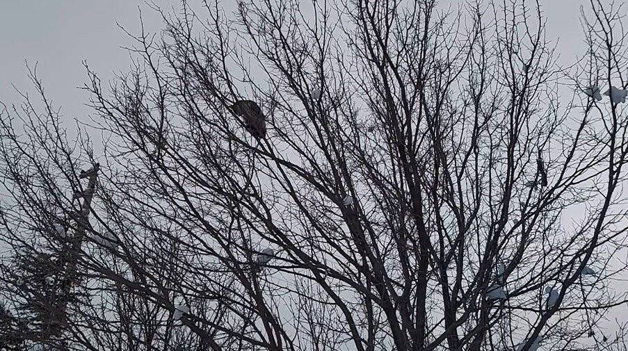 Köpekten kaçıp ağaca çıkan kediyi itfaiye kurtardı