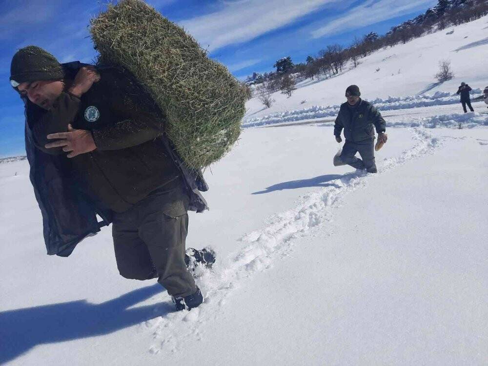 Yaban hayvanları için doğaya yiyecek takviyesi