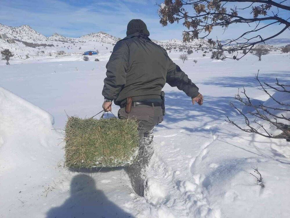 Yaban hayvanları için doğaya yiyecek takviyesi
