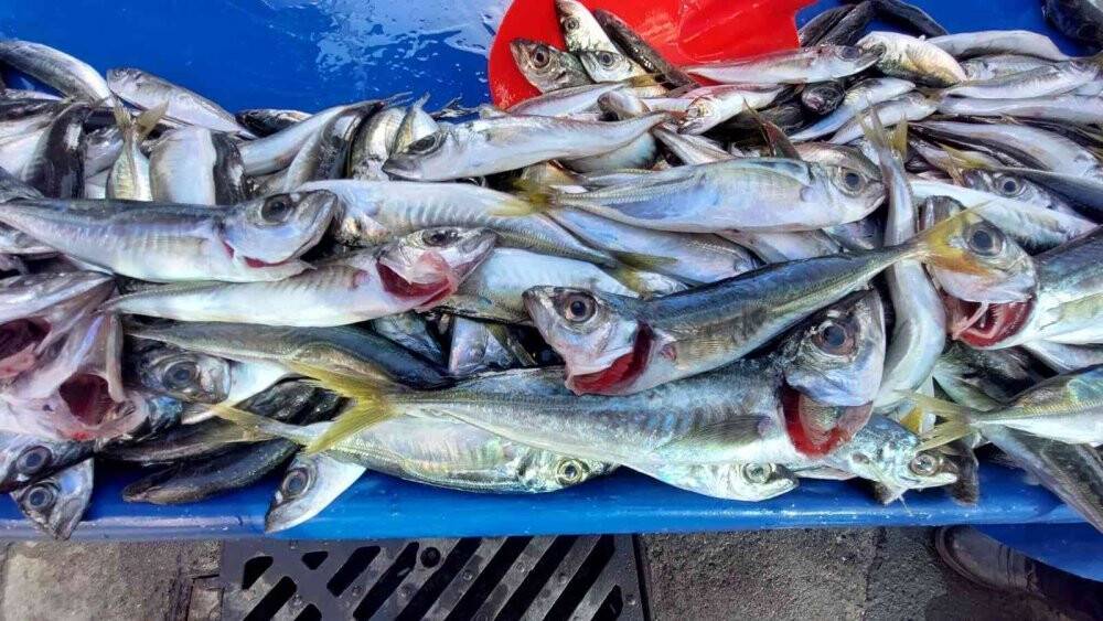Tekirdağ’da istavrit 20, hamsi 25 TL’ye kadar düştü