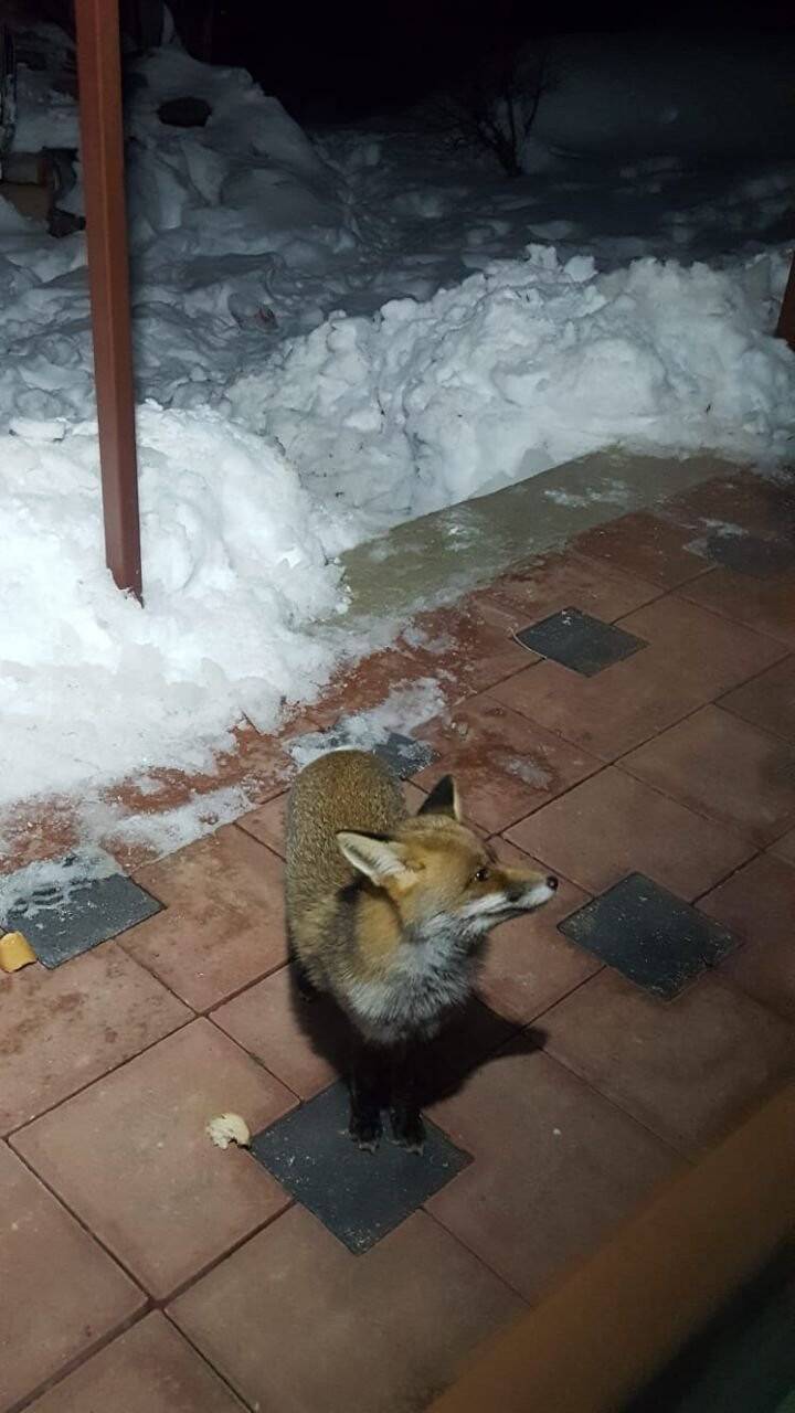 Kapılarına kadar gelen tilkiyi böyle beslediler
