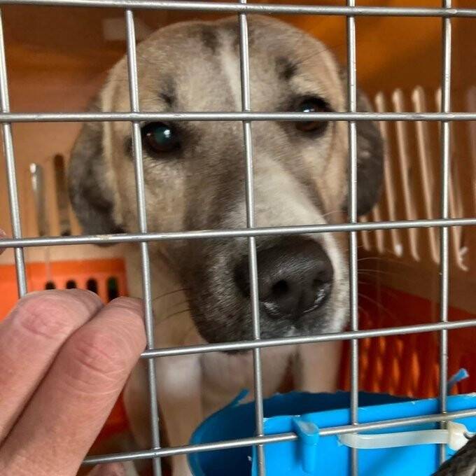 Afganistan’daki 304 evcil hayvanı kurtardılar