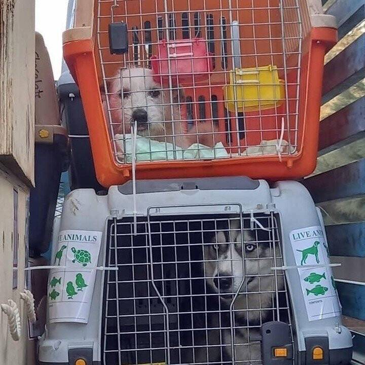 Afganistan’daki 304 evcil hayvanı kurtardılar