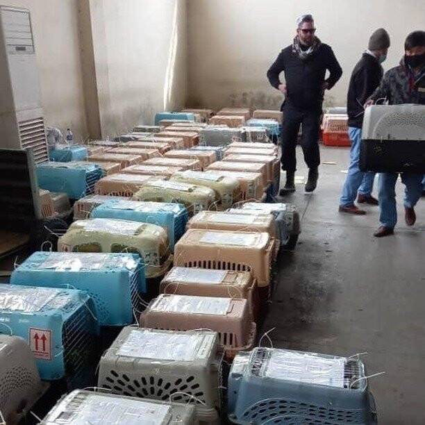 Afganistan’daki 304 evcil hayvanı kurtardılar