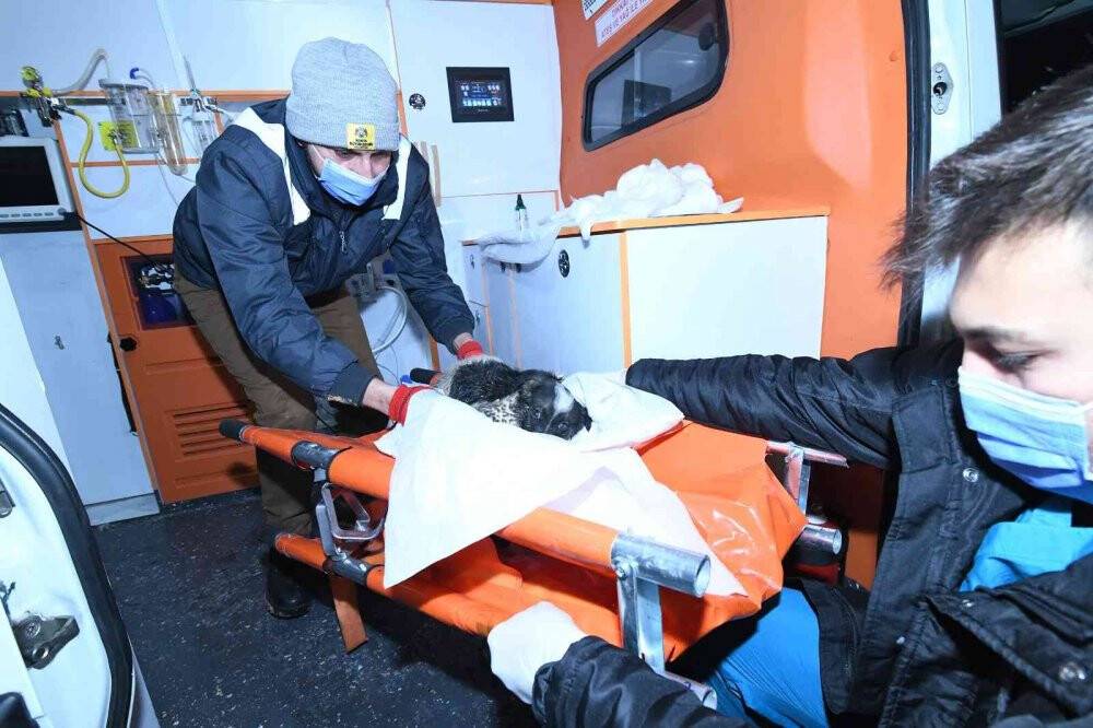 Kanalizasyon hattına giren yavru köpeğe kurtarma operasyonu