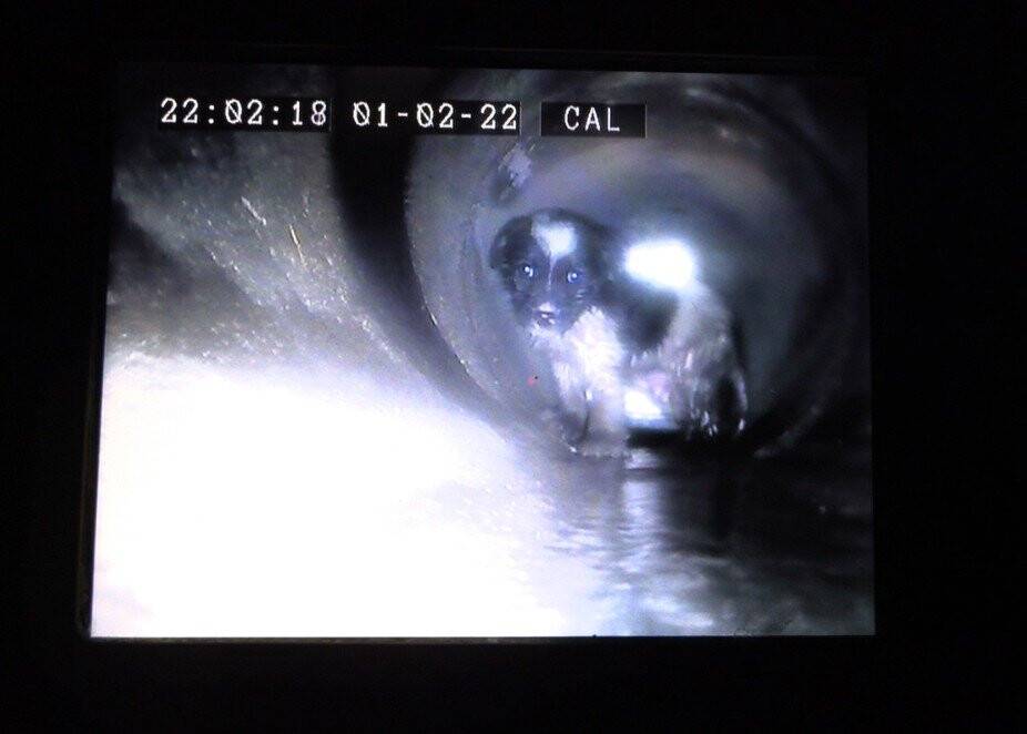 Kanalizasyon hattına giren yavru köpeğe kurtarma operasyonu