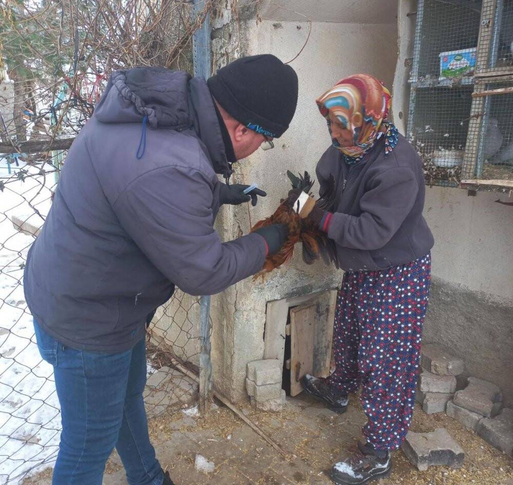 Pazarlar’da Tavuk vebası taraması
