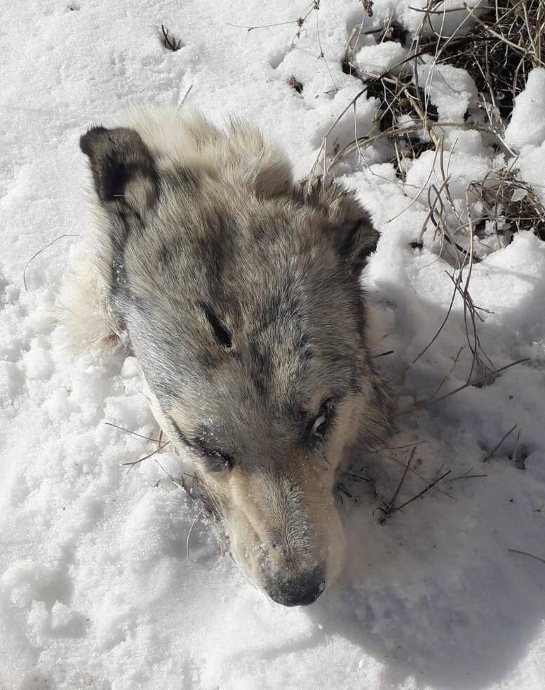 Köpeklerin saldırısına uğrayan kurttan geriye kafası kaldı