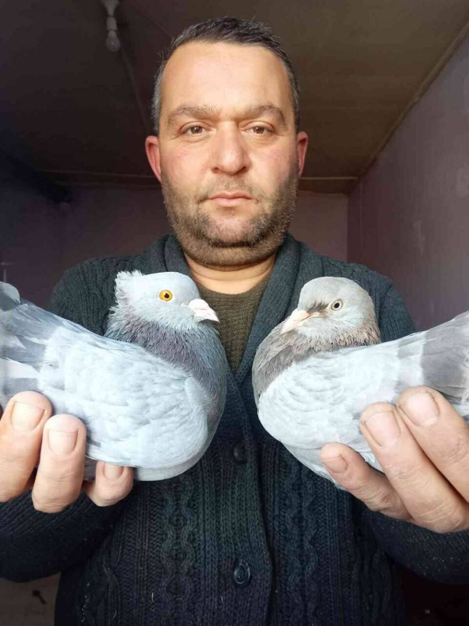 Otomobil fiyatına güvercin