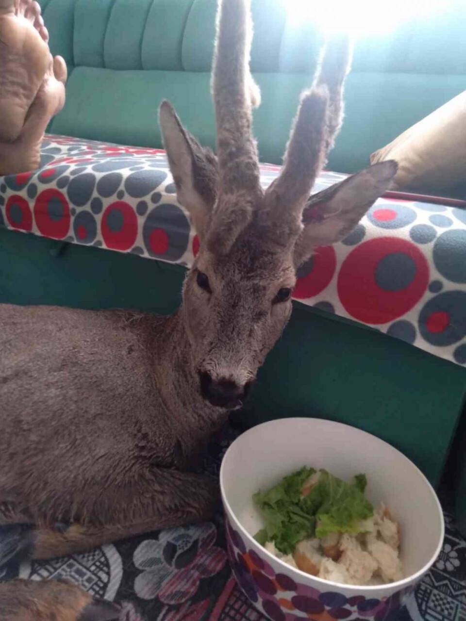 Yaralı karacayı evine alıp bebek gibi sevdi
