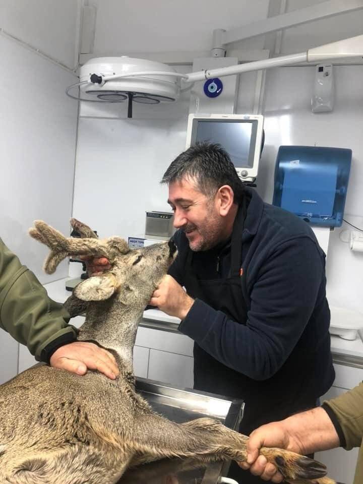 Yaralı karacayı evine alıp bebek gibi sevdi