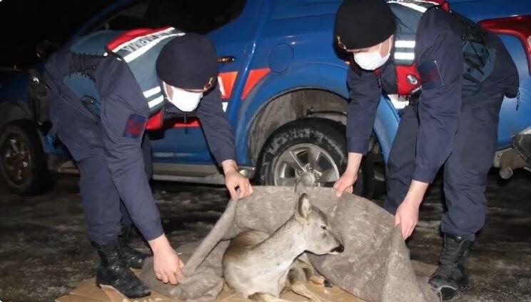 Jandarma doğada yaralı bulduğu hayvanları koruma altına alıyor