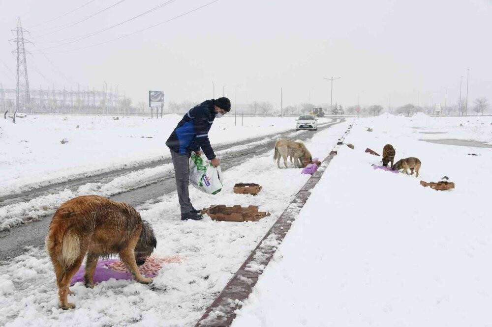 Konya Büyükşehir soğuk kış günlerinde sahipsiz hayvanların yanında