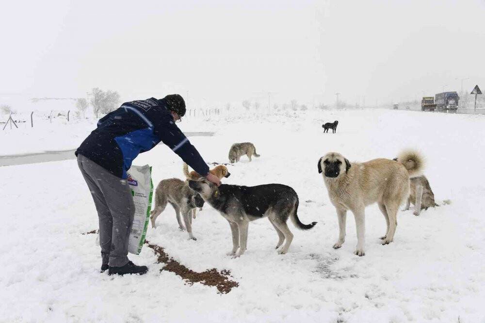 Konya Büyükşehir soğuk kış günlerinde sahipsiz hayvanların yanında