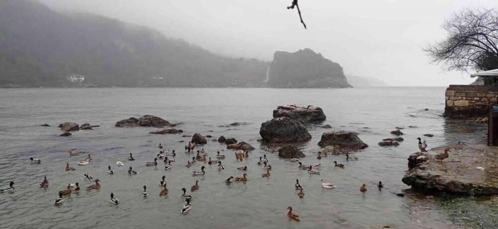 Yaban hayvanları için yem bırakıldı