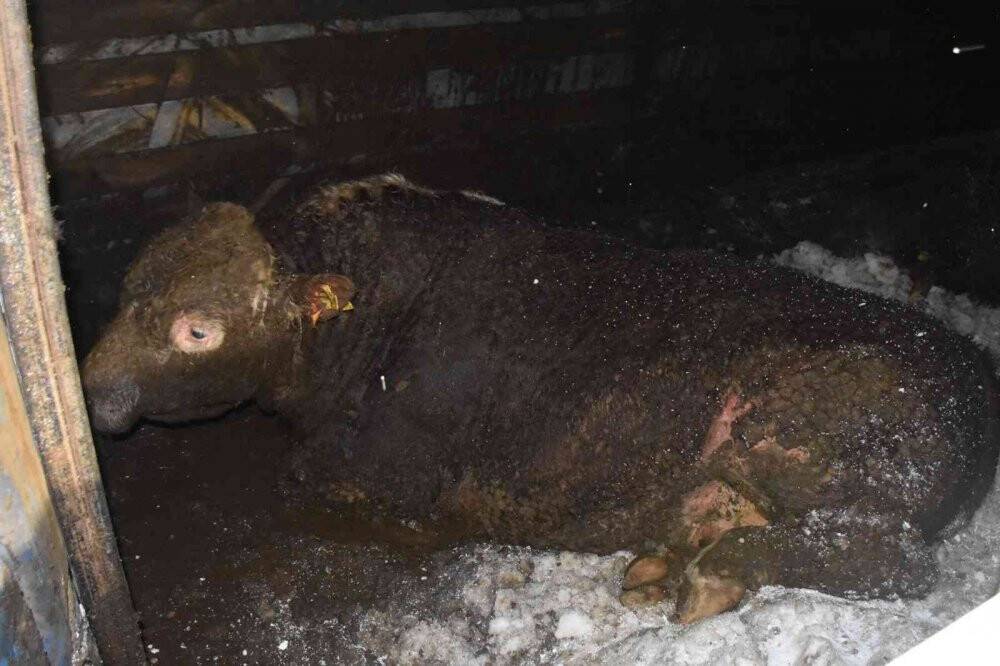 Angus taşıyan tır devrildi, dorseden düşen anguslar karayoluna dağıldı