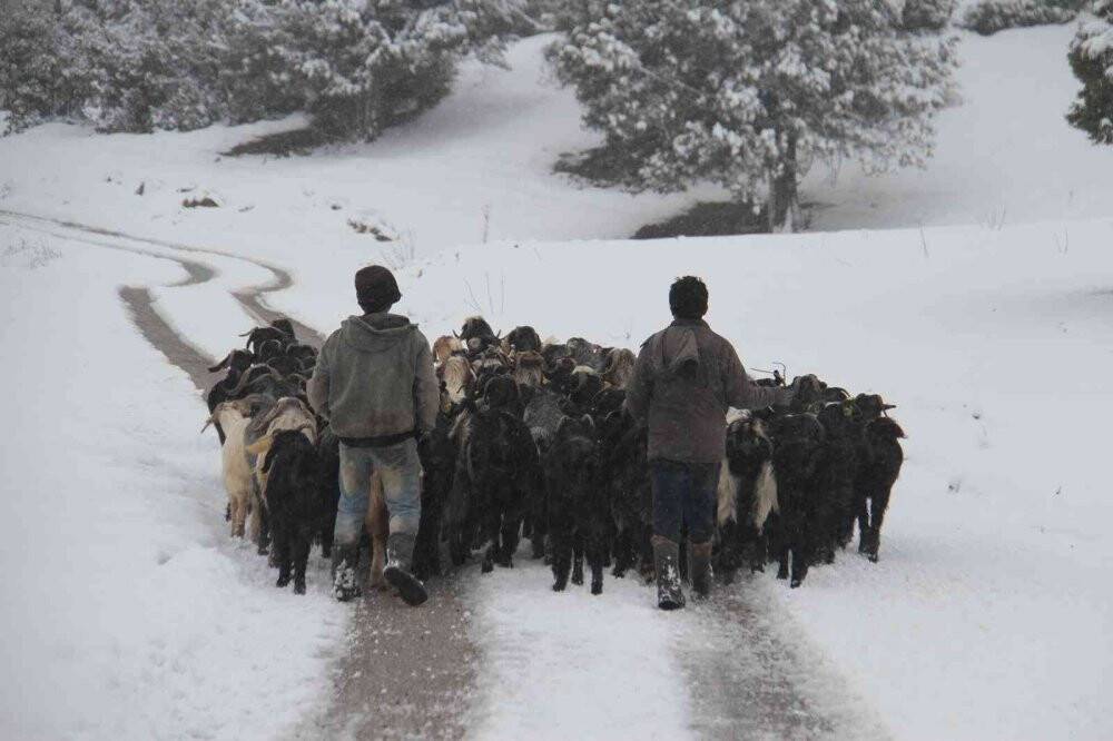 Mahsur kalan küçükbaş hayvanlar taşındı