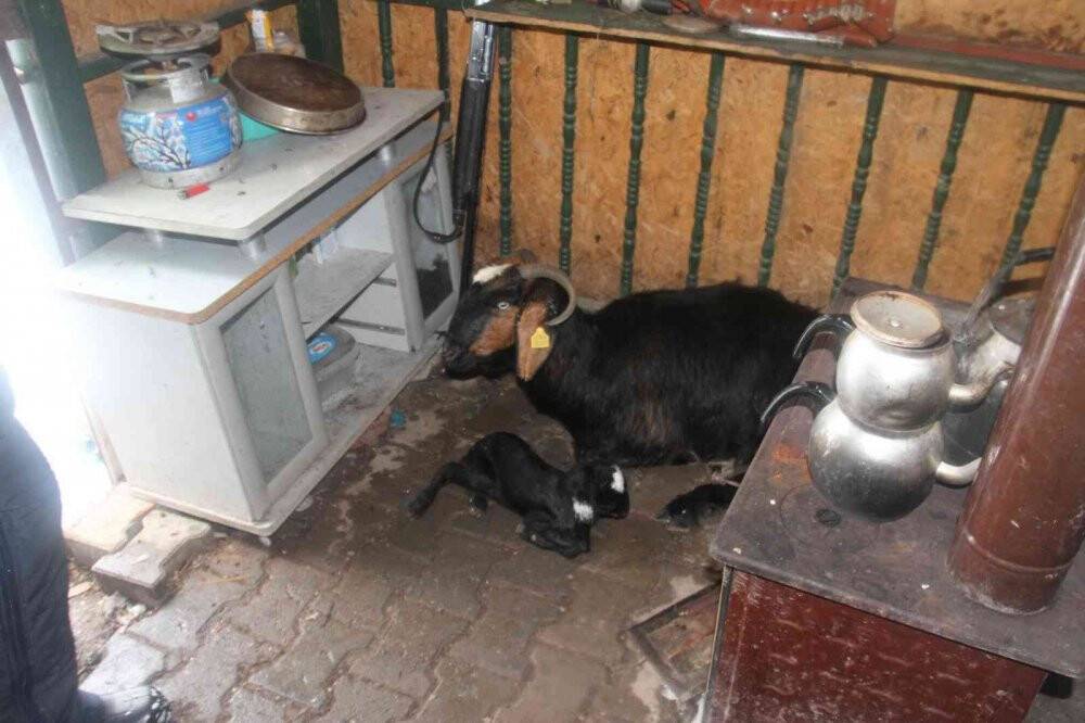 Mahsur kalan küçükbaş hayvanlar taşındı