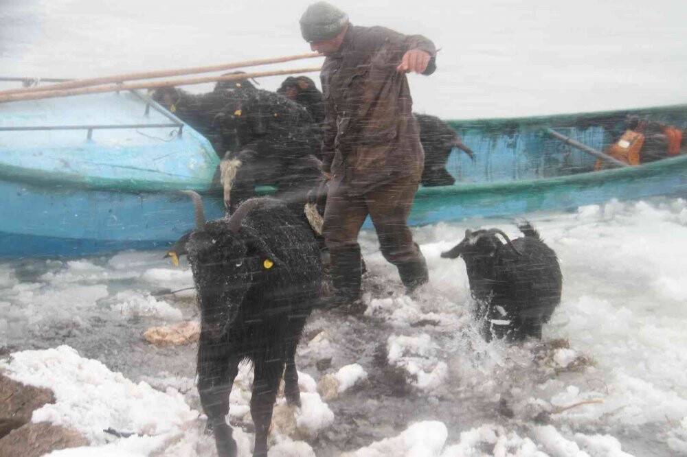 Mahsur kalan küçükbaş hayvanlar taşındı