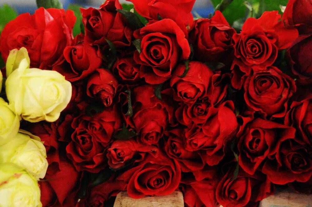 Sevgililer Günü’nde gülün fiyatı el yakacak