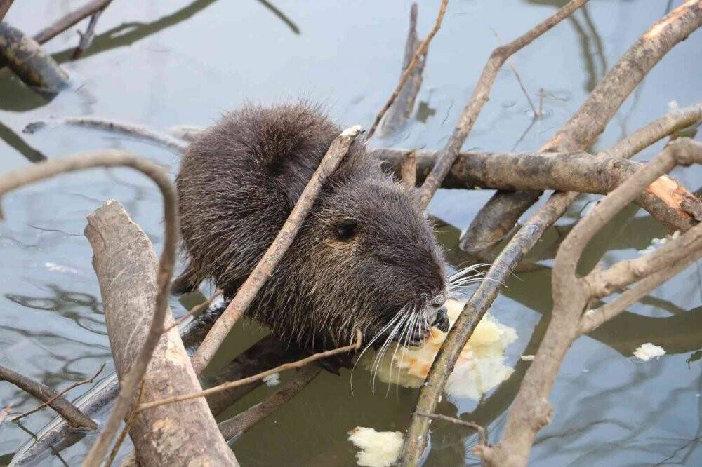 Edirne’nin su maymunları artık ekmek de yiyor