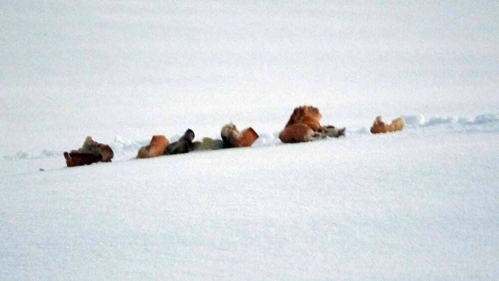 Yaban hayvanları için doğaya ekmek bıraktı