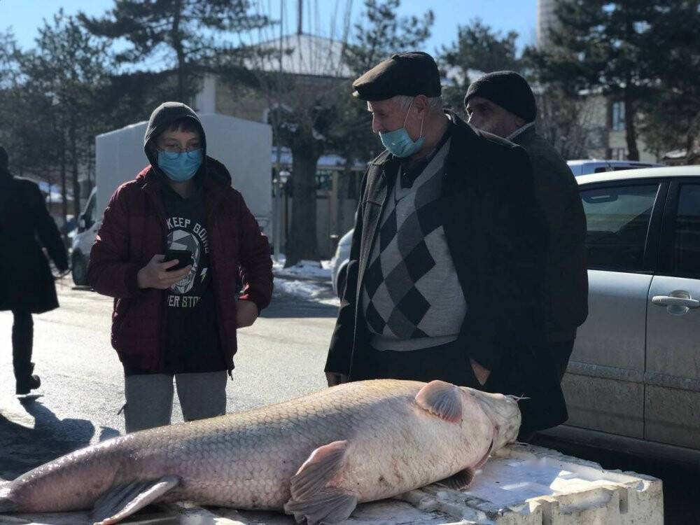 80 kiloluk dev balık tezgâhta alıcı buluyor