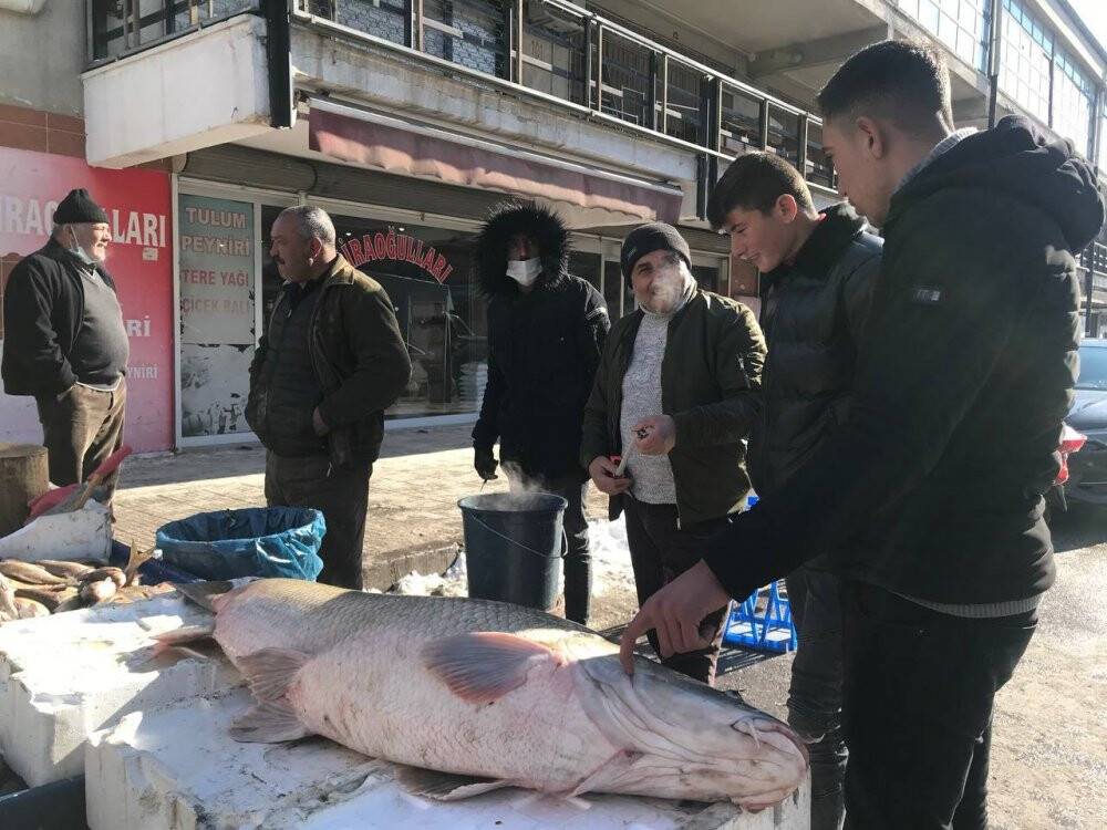 80 kiloluk dev balık tezgâhta alıcı buluyor