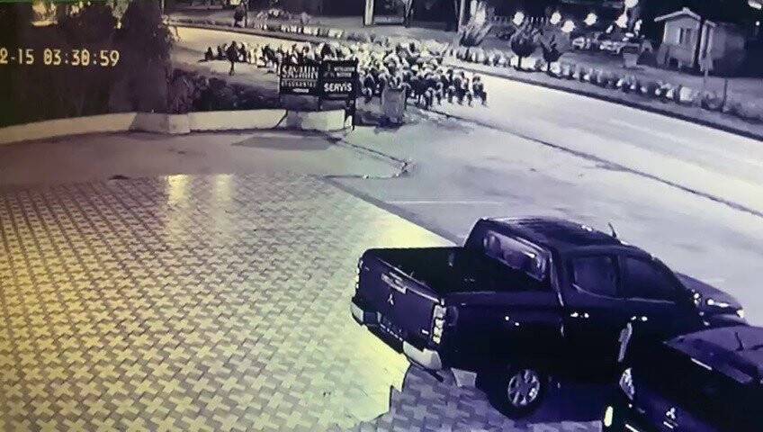 Hatay’da 58 hayvanın telef olduğu kaza kamerada