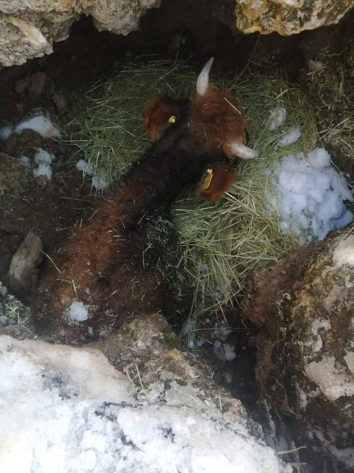Bir haftadır kayıp olan inek çukurdan çıktı