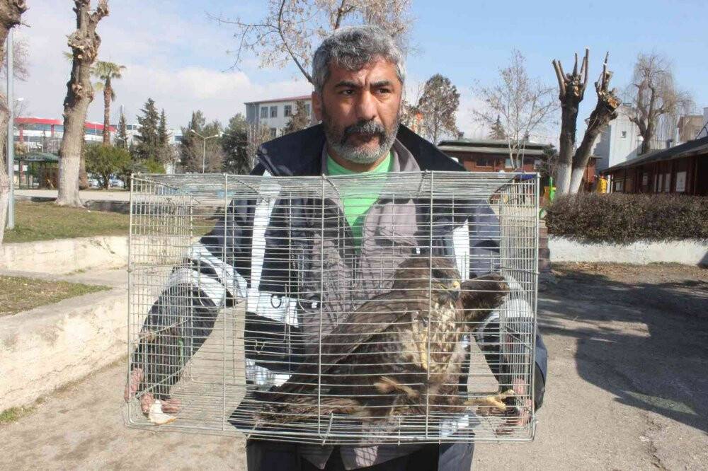Sokak köpeğine saldıran kaya kartalı yakalandı