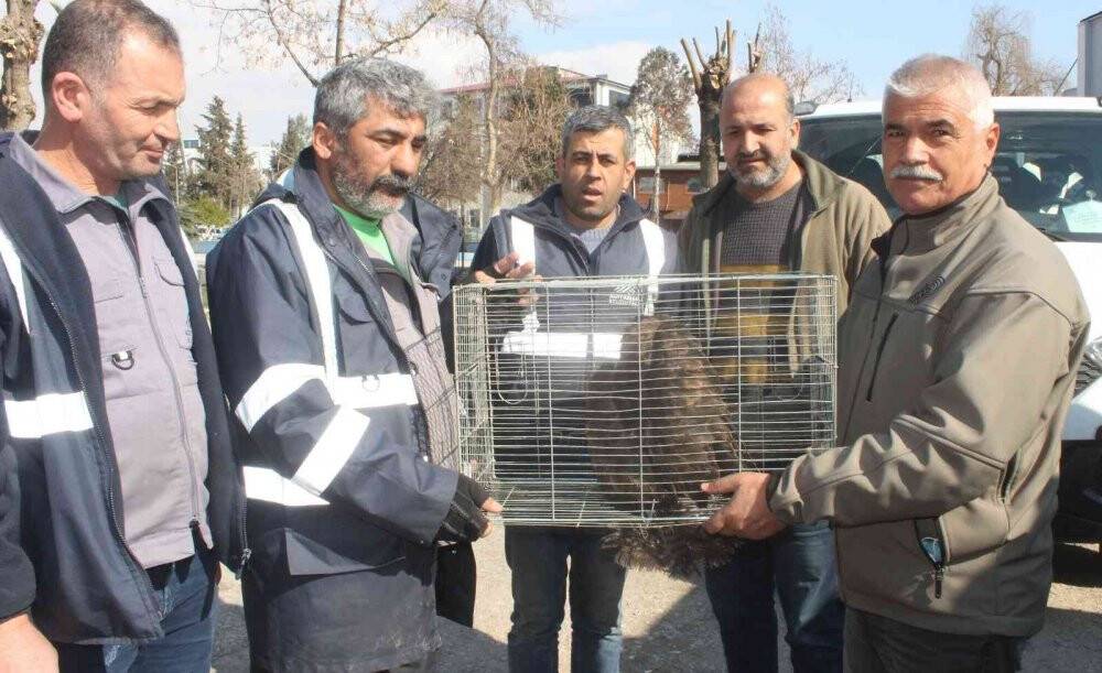 Sokak köpeğine saldıran kaya kartalı yakalandı