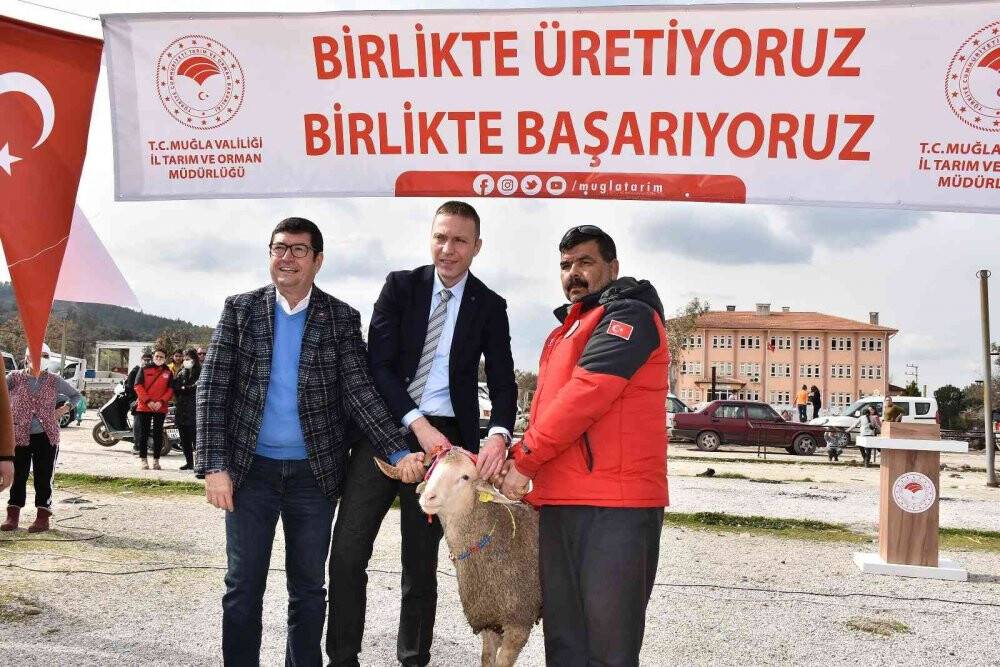 Bodrum ve Milas’ta 70 kadın üreticiye 700 koyun