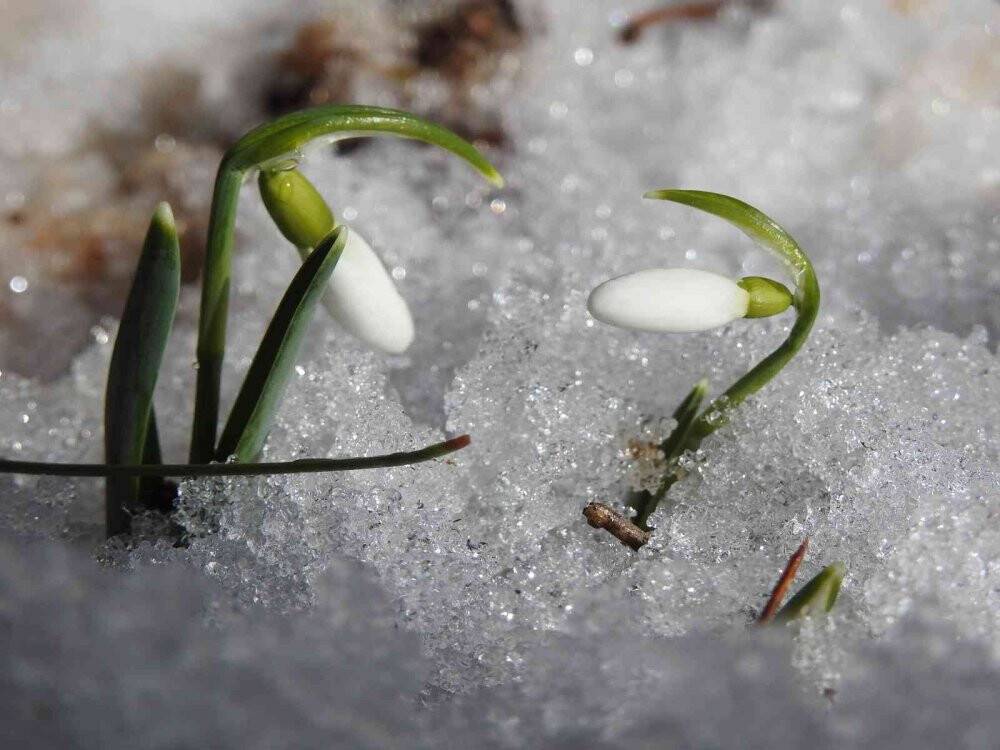 Bu çiçeği koparmanın cezası 109 bin 593 TL