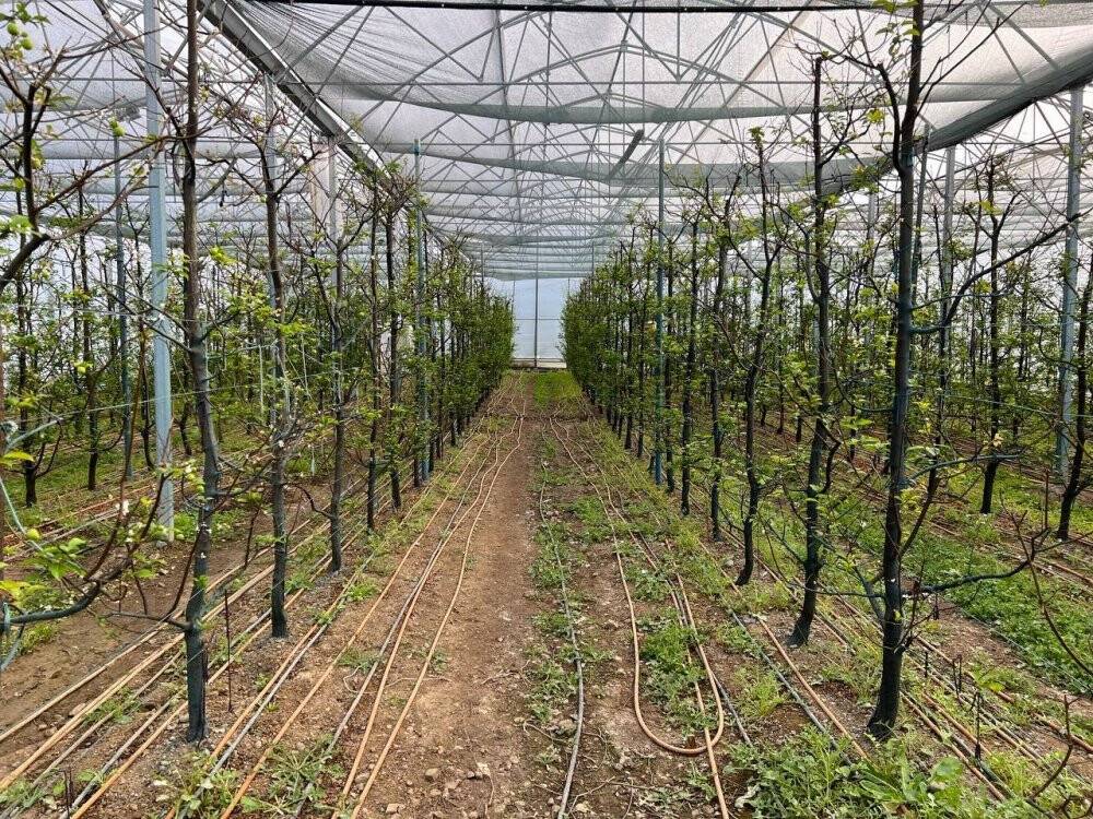 Kilosu 2 bin liradan satılıyor