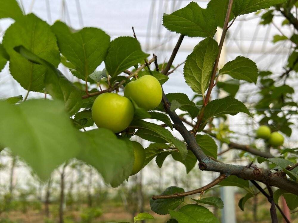 Kilosu 2 bin liradan satılıyor