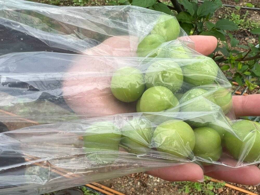 Kilosu 2 bin liradan satılıyor