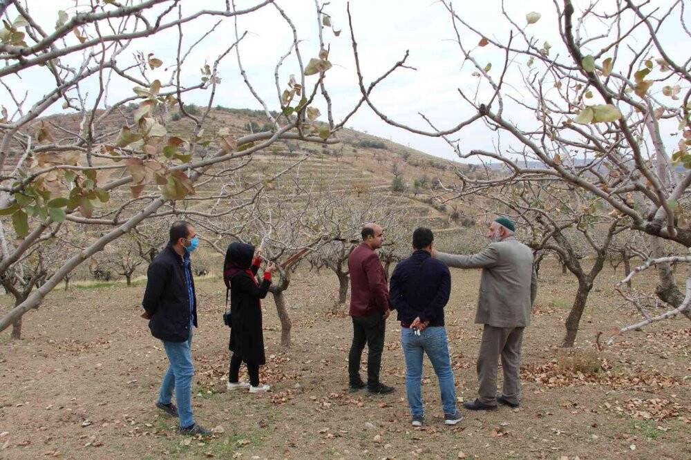 Siirtli kadınlar asma yaprağı ile ekonomiye katkı sağlayacaklar