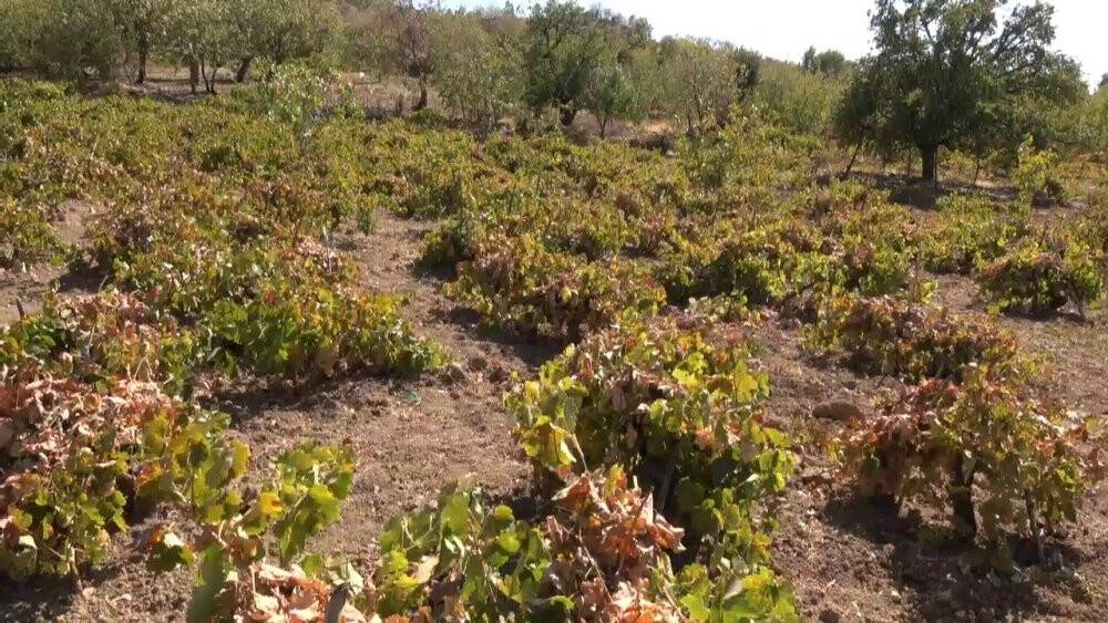 Siirtli kadınlar asma yaprağı ile ekonomiye katkı sağlayacaklar