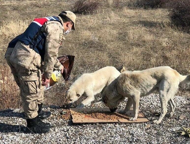 Jandarmadan sokak hayvanlarına mama desteği