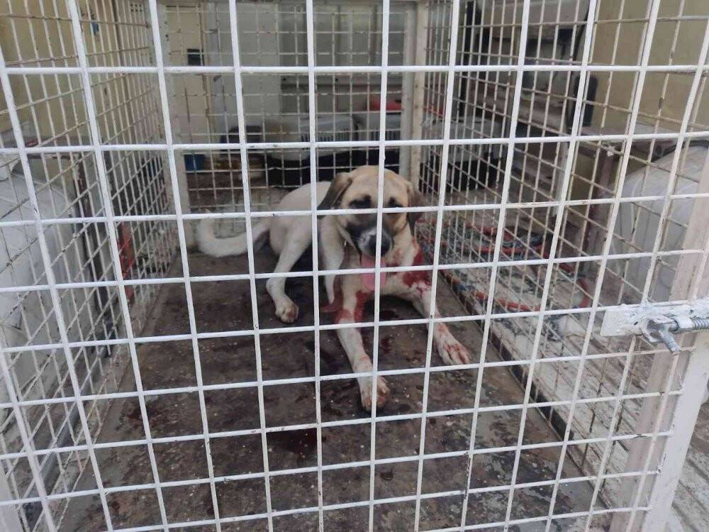 Hayvanlarına saldıran köpeği tüfekle yaraladı