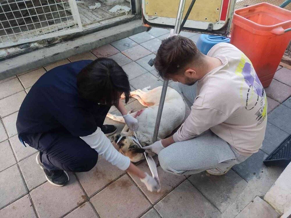 Hayvanlarına saldıran köpeği tüfekle yaraladı