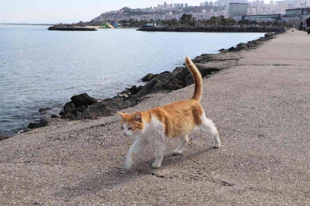 Kayalıklar kedilerin barınağı haline geldi